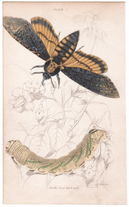 Plate 5

Deaths Head Hawk-moth

[faint dog-ear crease upper right corner]